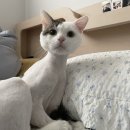 마시멜로냥 이미지