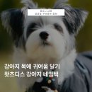 스마트디엠 | 강아지 인식표 왓츠디스 스마트 스토어 구매후기