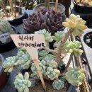 DC플러스마트 이미지