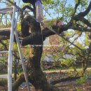 푸른식물병원 이미지