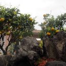 제주하도바당 이미지