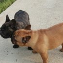 에이스 켄넬 이미지