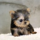 아담스펫강아지&가필드고양이 이미지