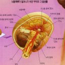브레인쿡 이미지