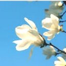 신장금옥 이미지