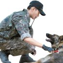 육군 군견훈련소 이미지