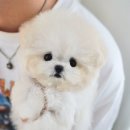 아이퍼피 | 동탄강아지 &lt;클라씨퍼피&gt;사랑스러운 아이들과의 첫 만남 후기