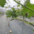 정형농장 이미지