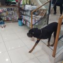 페토피아 동물병원 이미지