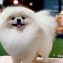 궁댕이 애견미용실 이미지