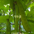작두콩, 그 안의 사랑 이미지