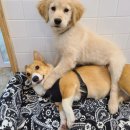 힐링독 반려견센터 이미지