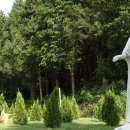 아마레펫 이미지