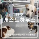 개스트하우스 | [대구]개스트하우스-유기견카페, 애견카페 여긴 무조건 또 가야해 >< 내돈내산 솔직후기