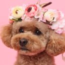 293사진관 이미지