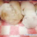 익산원펫 이미지