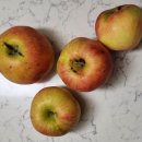 김용호 농장 | 예산 광시한우 맛집 및 사과농장 방문 내돈내산 후기