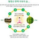 24년 09월 28일(토) 고흥 녹동항 드론쇼&고흥 팔영산 편백 치유숲, 나로도 100년 명품 편백숲 이미지