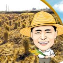 황금잡곡 이미지