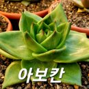 아보