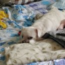 신토불이 이미지