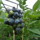 철마농장 이미지