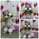 예쁜개집애