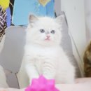 도그마루 강아지 고양이 성남분당점 이미지