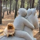 영진펫 | 강릉애견동반, 세인트존스호텔 펫객실 내돈내산 솔직후기 장단점