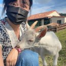 O.K목장 | 몽토랑산양목장 강원도 태백 여행 체험학습 아이와 가볼만한 곳