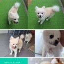 개님살롱레이크사이드 이미지