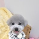 바비애견미용 이미지