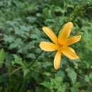 치악산둘레길 6코스 매봉산자락길 이미지