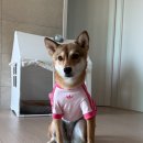 몽몽쓰 | 호떡이 패션쇼 | 아디다스 펫 컬렉션 10kg 강아지 사이즈 추천, 아디다스 오리지널스 캘리 티셔츠