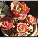 크라우스 이미지