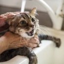 목욕하는고양이 이미지