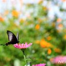 나비 이미지