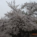 대구 달성공원 벚꽃 풍경3. 이미지