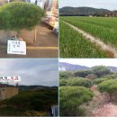 다복솔한의원 이미지