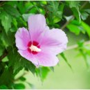 군자강한의원 | 무궁화