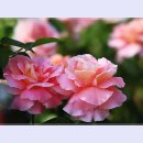 곡성-025 이미지