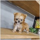 아이러브 독 이미지