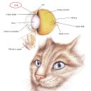 로잔동물의료센터 이미지