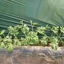 대판농장 이미지