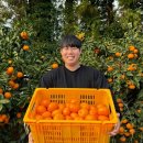 꼬마유통 | 🍊 제철이라 더 맛있다! 유통하멘X파머들 제주 조생 노지 효돈 꼬마 감귤 솔직 후기