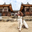 한국특수탐지견센터 이미지