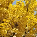 산하이불 이미지