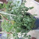 매일농장 이미지