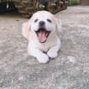 동백8로1 이미지