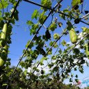 대중한우 농장 이미지